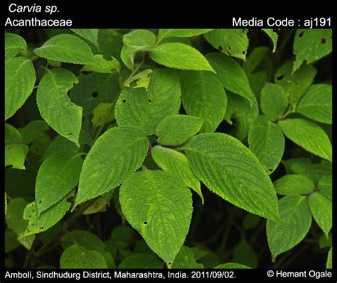 Strobilanthes lupulina | Butterfly