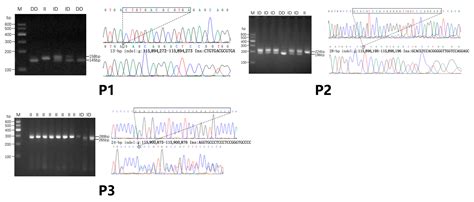 Association Between InDel and CNV Variation in the FBLN1 Gene and ...