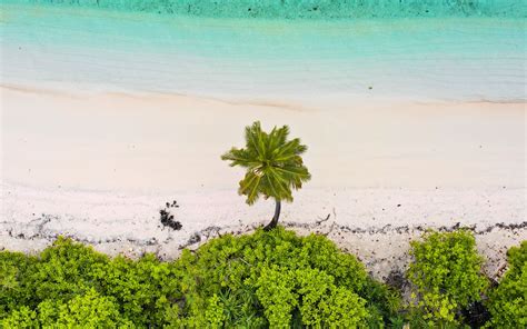 Download wallpaper 1680x1050 beach, palm trees, aerial view, sea, sand ...