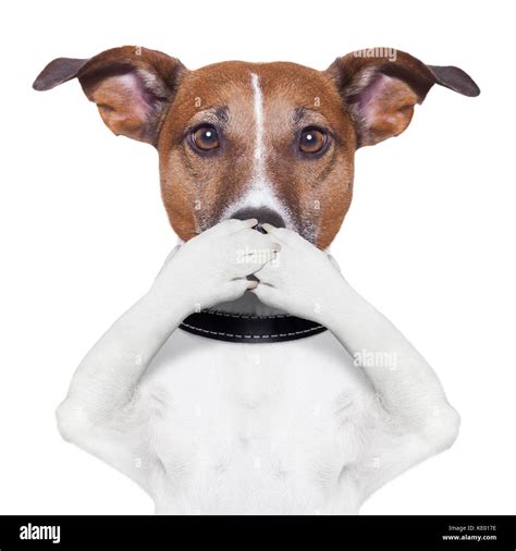Covering Mouth Dog High Resolution Stock Photography and Images - Alamy
