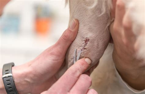 Image result for Simple Continuous Suture Removal