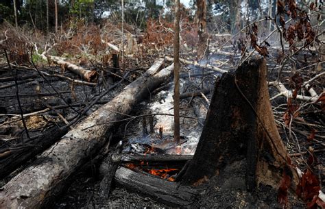 亚马逊大火背后的隐形屠杀 - 知乎