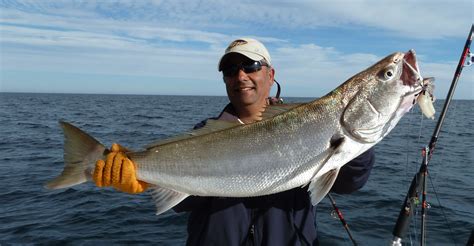 White Seabass | Mexico – Fish, Marine Life, Birds and Terrestrial Life