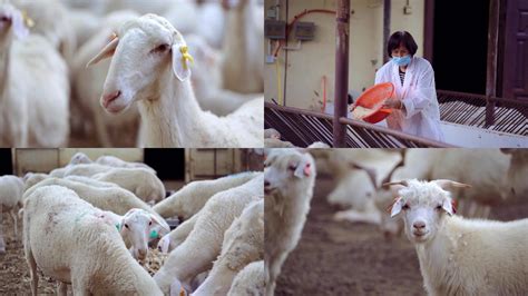 7种规模化羊场的管理方法，教你“把养羊场做大”，_生产