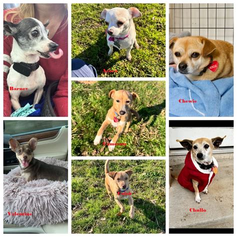 Happy Faces Pet Ranch – Happy Faces dog rescue & adoption