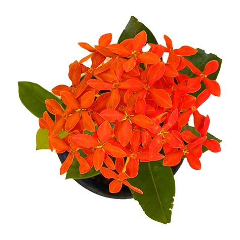 Ixora Red – Indian Gardens