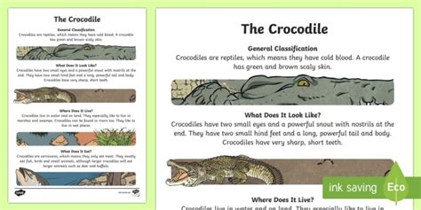 FREE! - The Crocodile Information Report Writing Sample | Twinkl