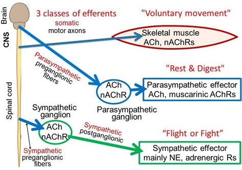 Autonomic Nervous System - Physiology