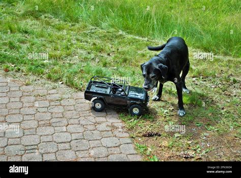 Image result for Beagles Chasing Remote Control Car