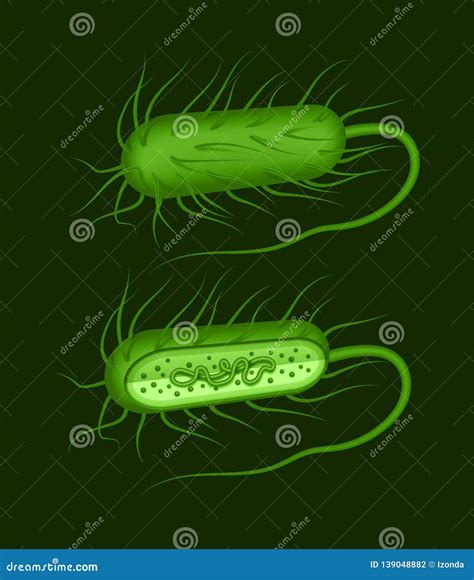 Vector Illustration Of Green Rod-shaped Bacillus Bacteria With Fimbriae ...