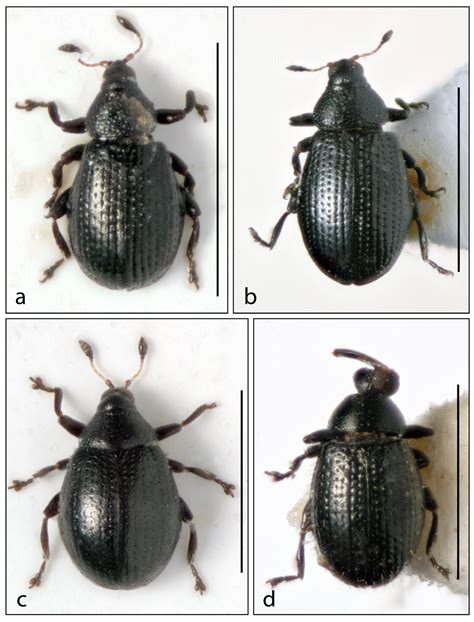 The Weevil Genus Rhamphus (Curculionidae, Curculioninae) in Southern ...