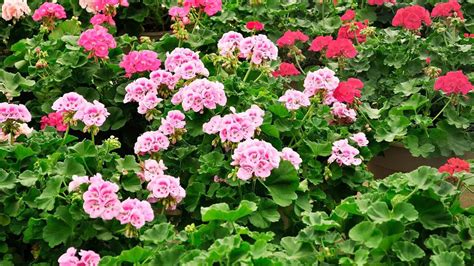 From wax begonia to browallia: 8 colourful annuals you can successfully ...