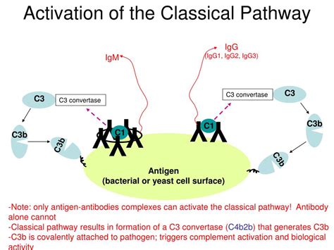 Image result for Complement CAS