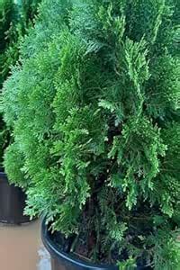 Emerald Green Arborvitae Plant, Live Evergreen Shrub, Potted Ornamental ...