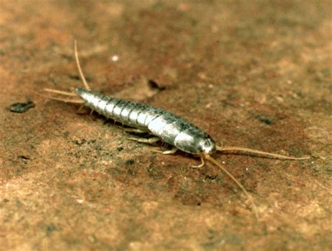 What Do Silverfish Eat? (6 Tips To Get Rid Of Them)