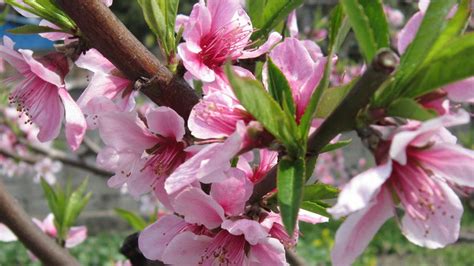 桃树的生长的四个过程 —【发财农业网】