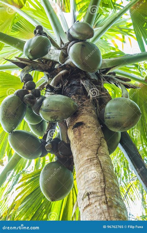 Coco de Mer stock image. Image of coco, unique, plant - 96762765