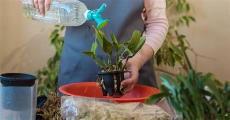 Dendrobium Orchid Care Guide: Grow Healthy Blooms