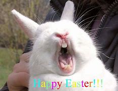 Image result for happy bunny easter