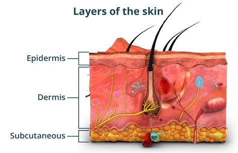 Epidermis Structure Cell And Layers Of A Human Skin 17,600+ Layers Of