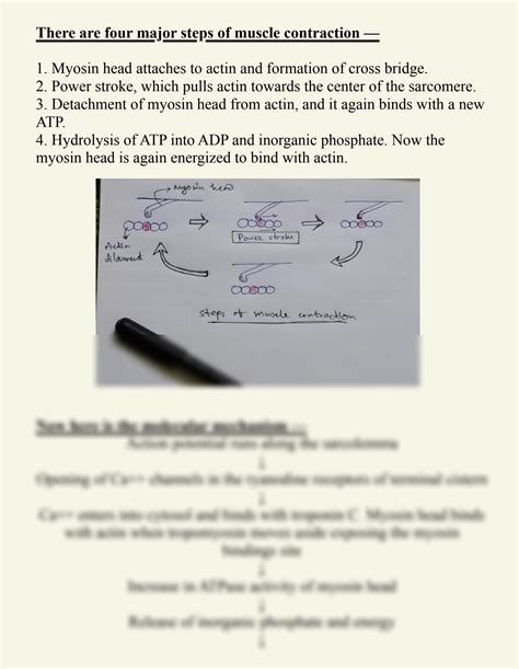 Image result for Skeletal Muscle Flow Chart