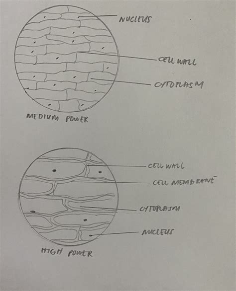 Human Epidermal Cells 100x General Biology Lab Loyola Nervous Tissue ...