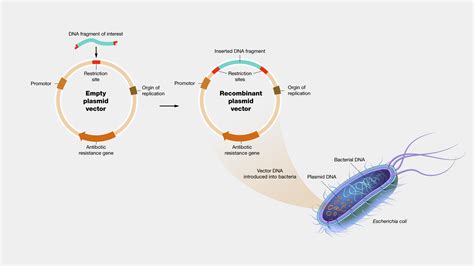 Image result for Biological Vector