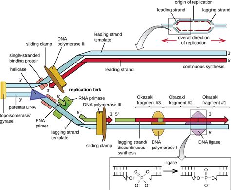 Image result for DNA Replication Notes