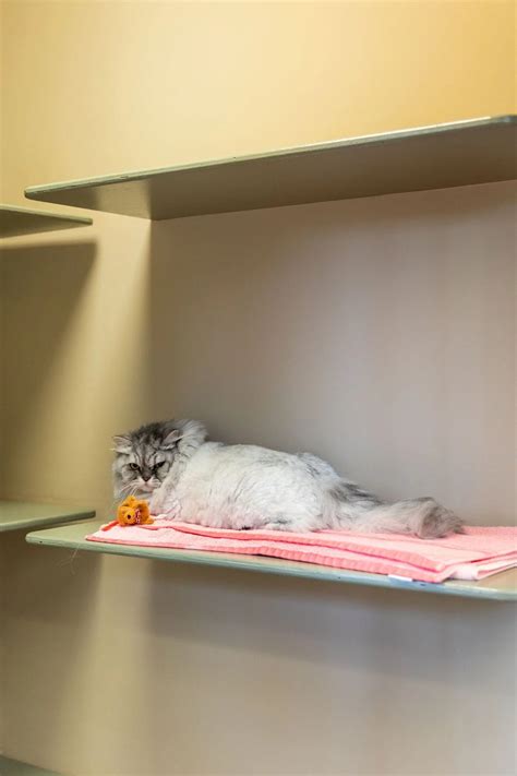 Boarding Tour | Powers Ferry Animal Hospital