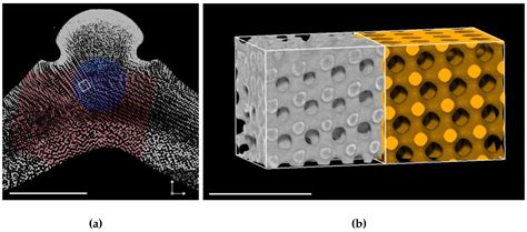 Inverse Bicontinuous and Discontinuous Phases of Lipids, and Membrane ...