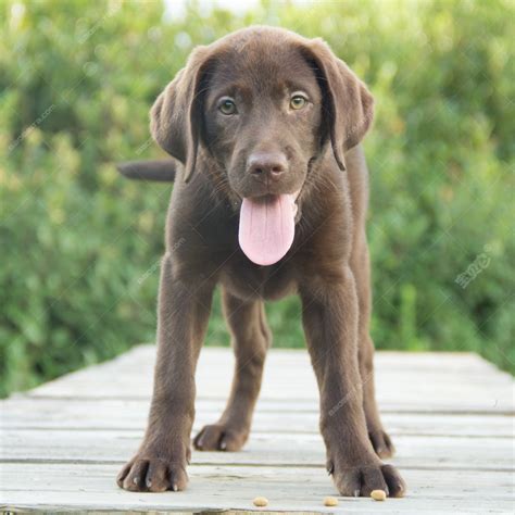 纯种拉布拉多犬幼犬狗狗出售 宠物拉布拉多犬可支付宝交易 拉布拉多犬 /编号10082306 - 宝贝它