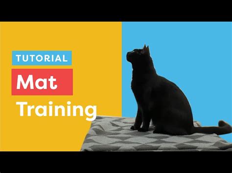 Image result for Cat Learning