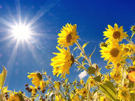 Sunshine Flower : Sunshine Flowers High Resolution Stock Photography ...
