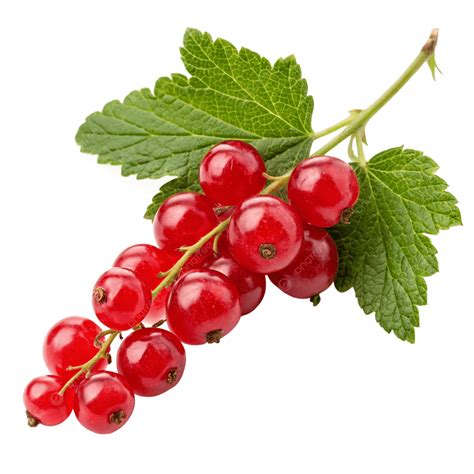 Currant Red, Currant Red Image, Currant Red Transparent PNG Transparent ...