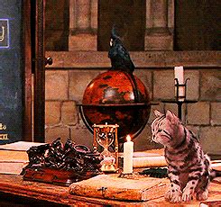 Animagus | Harry potter hermione granger, Harry potter halloween, Harry ...