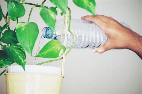 How to Grow Beans Indoors Year Round