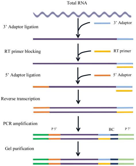 microRNA-mRNA Analysis Reveals Tissue-Specific Regulation of microRNA ...