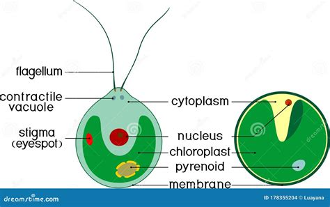 Image result for Reproduction of Chlorella