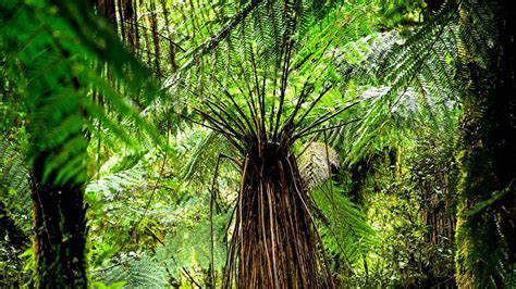 Wallpaper fern, branches, trees, jungle hd, picture, image