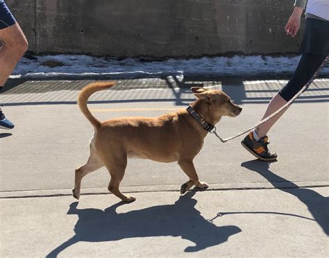 Dog Bites Increase During Quarantine — Chicago Accident Lawyer Blog — June 23, 2020