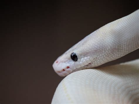 Bald Headed Python 的图像结果