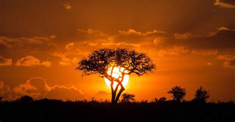 肯尼亚-狂野非洲行摄之旅