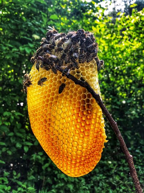 Beehive in your house? Here’s what to do