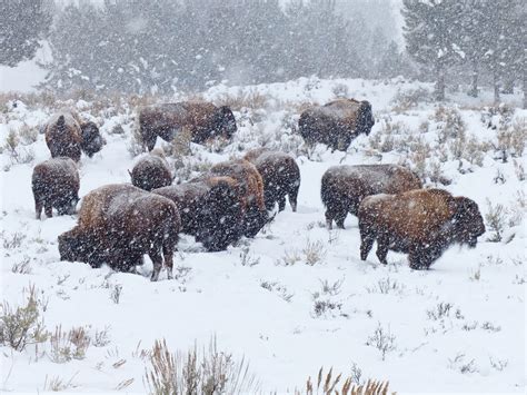Seasonal Weather Yellowstone National Park at Harold Case blog - climate of yellowstone national park