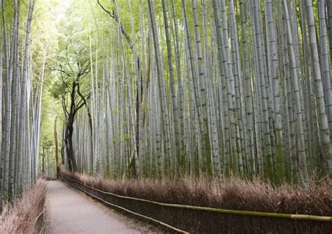 Tenryu-ji Temple Kyoto Tickets & Tours - Book Now