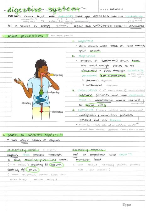 Image result for Digestive System Notes