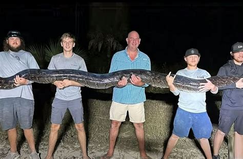 Image result for 40-Foot Python