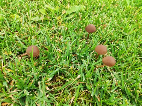 The 8 Different Types of Lawn Mushrooms - A-Z Animals