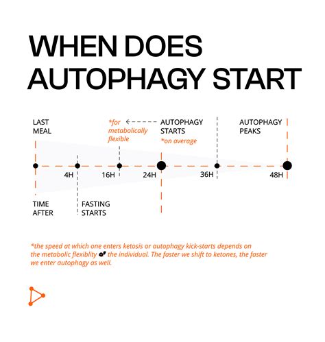 What Is Autophagy And Cellular Cleansing? Fasting, Detox And Regeneration | Vitalscend