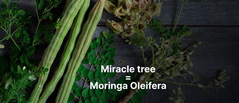 Moringa Oleifera: Benefits, Uses, and Its Role in Managing Diabetes ...